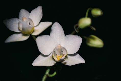 玉蘭花開花|一年開三次花？玉蘭花的開花週期大揭密 